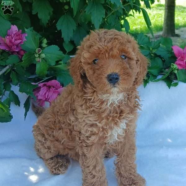 Shelty, Toy Poodle Puppy