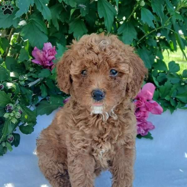 Angel, Toy Poodle Puppy