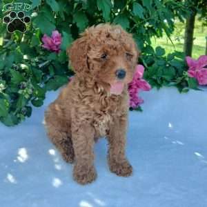Angel, Toy Poodle Puppy