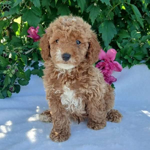 Shep, Toy Poodle Puppy