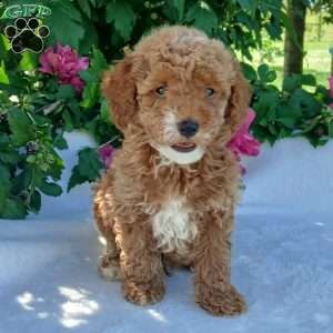 Shep, Toy Poodle Puppy