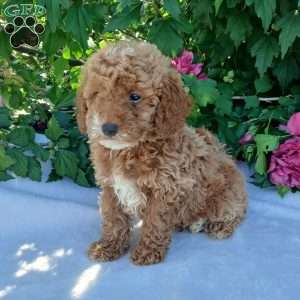 Shep, Toy Poodle Puppy