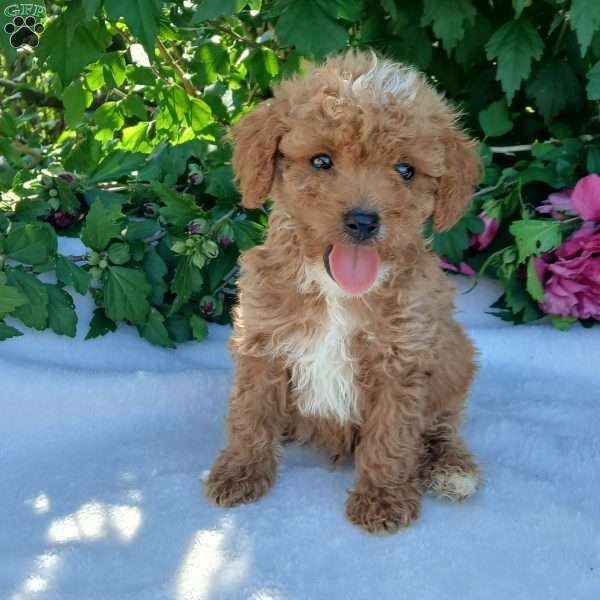 Willow, Toy Poodle Puppy