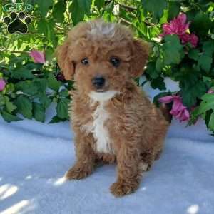 Willow, Toy Poodle Puppy