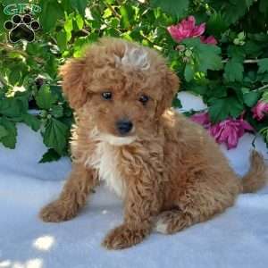 Willow, Toy Poodle Puppy