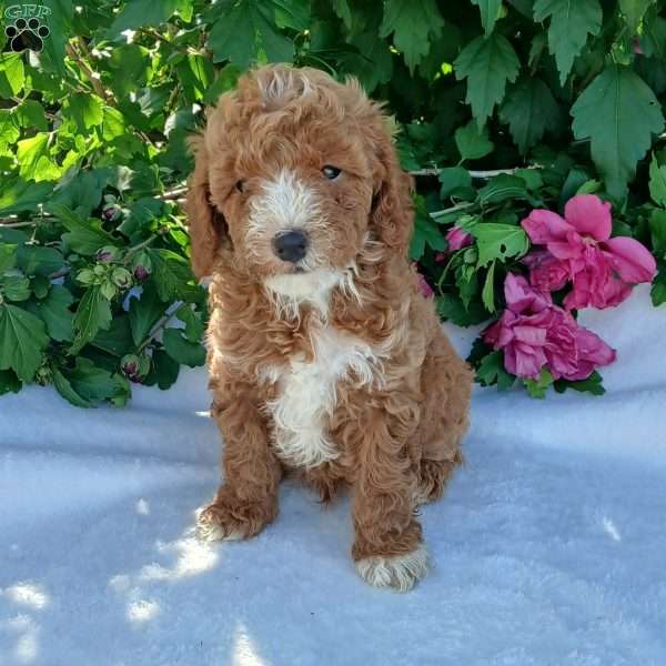 Frisky, Toy Poodle Puppy
