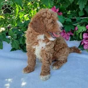 Frisky, Toy Poodle Puppy