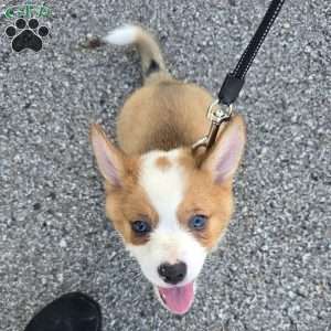 D.Va, Pembroke Welsh Corgi Puppy