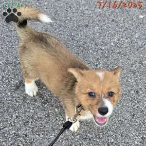 Rumi, Pembroke Welsh Corgi Puppy