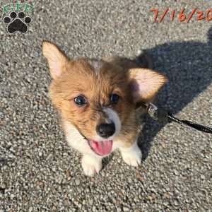 Rumi, Pembroke Welsh Corgi Puppy