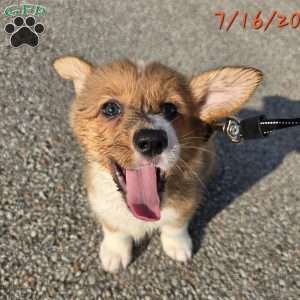 Rumi, Pembroke Welsh Corgi Puppy