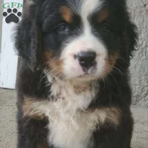 DIXIE, Bernese Mountain Dog Puppy