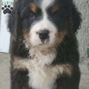 DIXIE, Bernese Mountain Dog Puppy