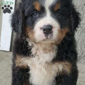 DIXIE, Bernese Mountain Dog Puppy
