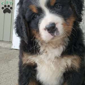DIXIE, Bernese Mountain Dog Puppy