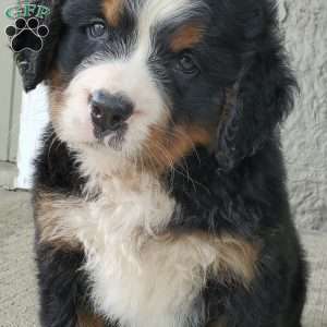DIXIE, Bernese Mountain Dog Puppy