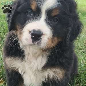 DIXIE, Bernese Mountain Dog Puppy