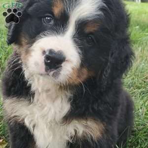 DIXIE, Bernese Mountain Dog Puppy