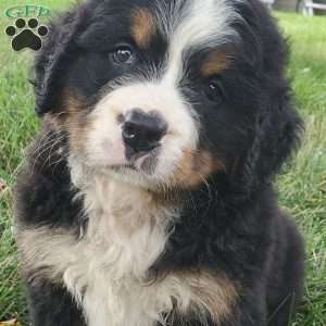 DIXIE, Bernese Mountain Dog Puppy