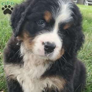 DIXIE, Bernese Mountain Dog Puppy