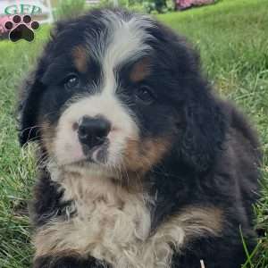 DIXIE, Bernese Mountain Dog Puppy