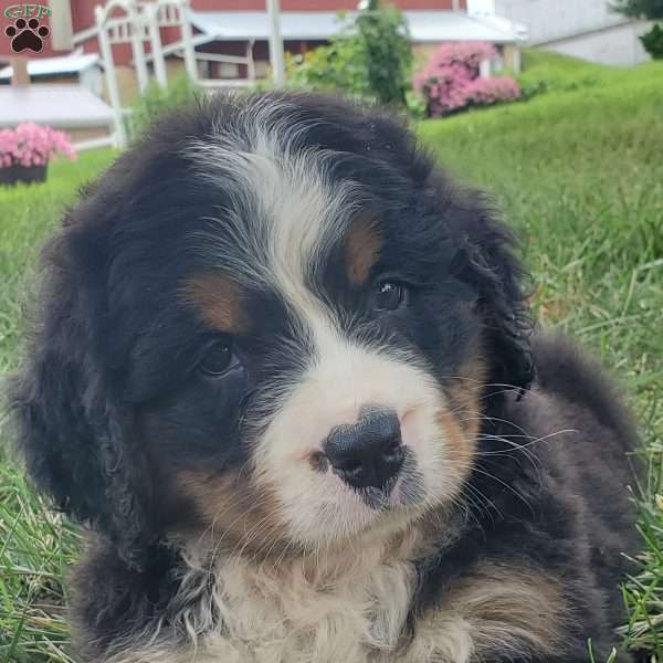 DIXIE, Bernese Mountain Dog Puppy