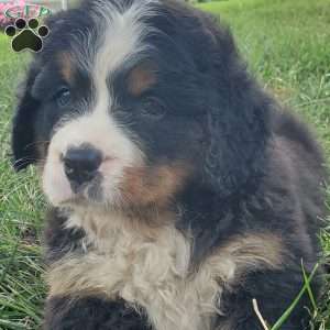 DIXIE, Bernese Mountain Dog Puppy