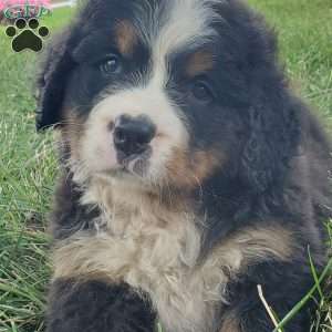 DIXIE, Bernese Mountain Dog Puppy