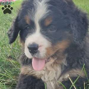 DIXIE, Bernese Mountain Dog Puppy