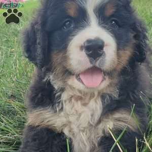 DIXIE, Bernese Mountain Dog Puppy