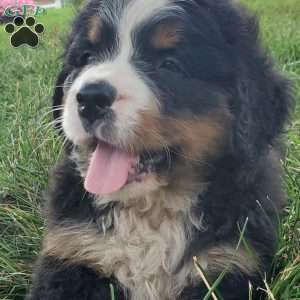 DIXIE, Bernese Mountain Dog Puppy