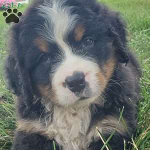 DIXIE, Bernese Mountain Dog Puppy