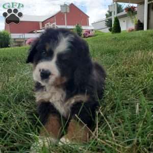 DIXIE, Bernese Mountain Dog Puppy