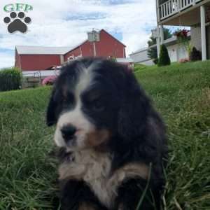 DIXIE, Bernese Mountain Dog Puppy