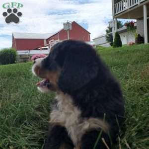 DIXIE, Bernese Mountain Dog Puppy