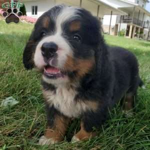 DIXIE, Bernese Mountain Dog Puppy