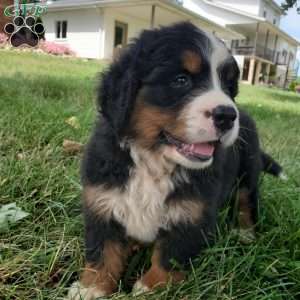 DIXIE, Bernese Mountain Dog Puppy