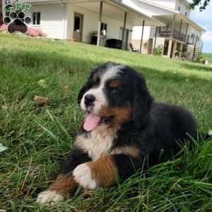 DIXIE, Bernese Mountain Dog Puppy