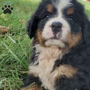 DIXIE, Bernese Mountain Dog Puppy
