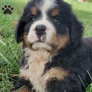 DIXIE, Bernese Mountain Dog Puppy