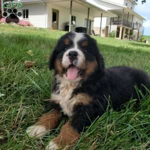 DIXIE, Bernese Mountain Dog Puppy