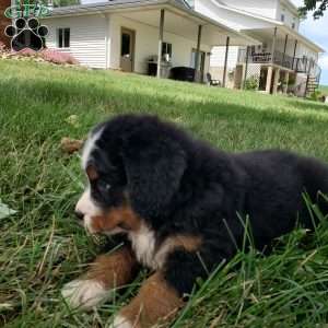 DIXIE, Bernese Mountain Dog Puppy