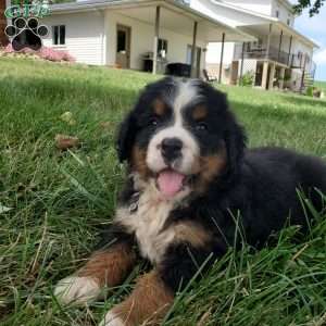 DIXIE, Bernese Mountain Dog Puppy