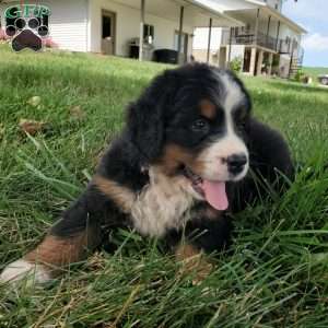 DIXIE, Bernese Mountain Dog Puppy
