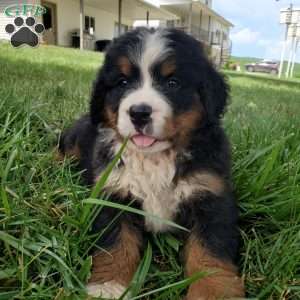 DIXIE, Bernese Mountain Dog Puppy