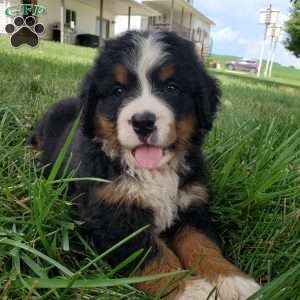 DIXIE, Bernese Mountain Dog Puppy