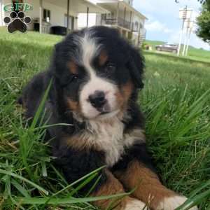 DIXIE, Bernese Mountain Dog Puppy