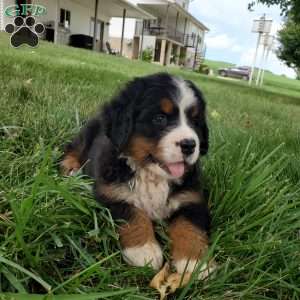DIXIE, Bernese Mountain Dog Puppy