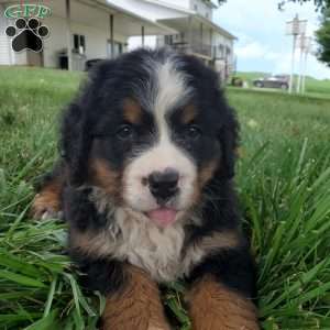 DIXIE, Bernese Mountain Dog Puppy