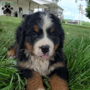 DIXIE, Bernese Mountain Dog Puppy